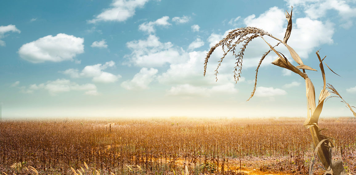 Drought has decimated a crop of corn and left the plants dried o