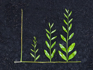 tree arranged as a green graph on soil