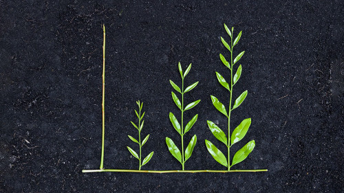 tree arranged as a green graph on soil