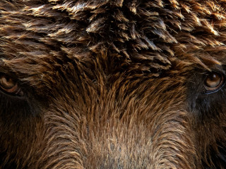 Kamchatka Brown bear (Ursus arctos beringianus), close-up detail