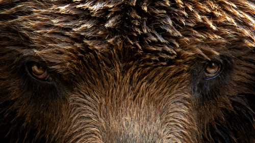 Kamchatka Brown bear (Ursus arctos beringianus), close-up detail
