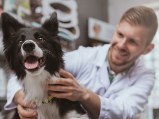 Handsome male veterinarian working at his clinic