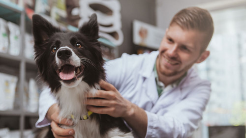 Handsome male veterinarian working at his clinic