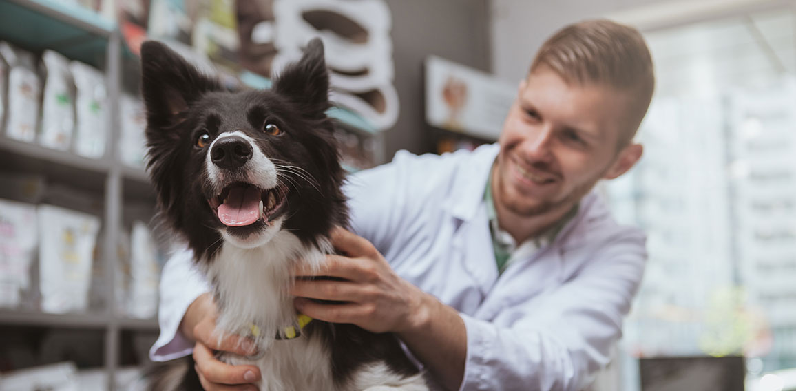Handsome male veterinarian working at his clinic