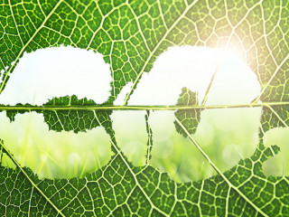 Concept of clear air. CO2 inscription cut out on green leaf, clo