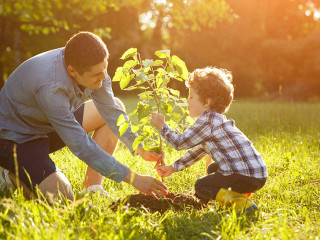 Father and son setting plant