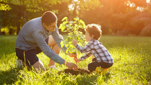 Father and son setting plant