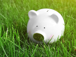 Cute piggy bank on fresh green grass