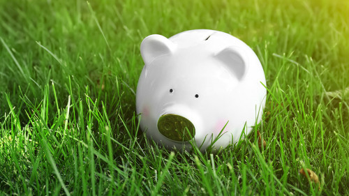 Cute piggy bank on fresh green grass