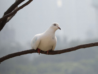 Dove