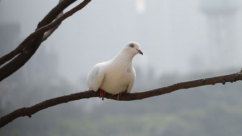 Dove