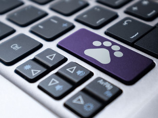 Laptop keyboard with a purple key and a drawn pet footprint. Vet