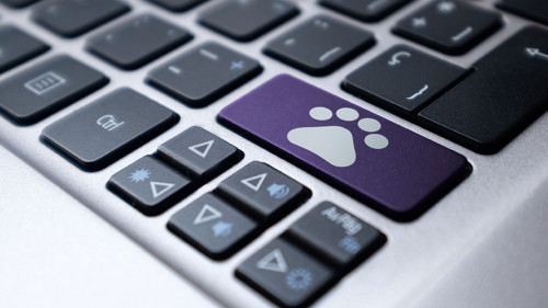 Laptop keyboard with a purple key and a drawn pet footprint. Vet