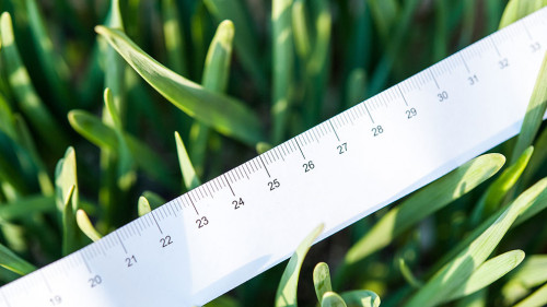 メジャーと植物