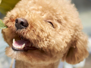 Hund-1558962-PB-harvey117