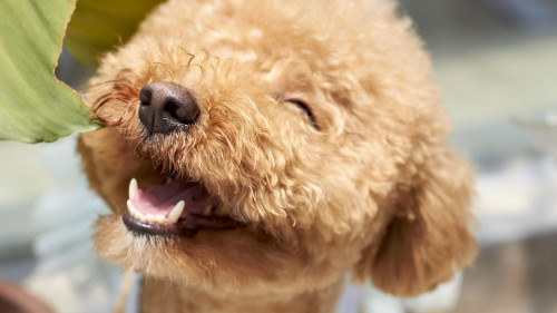 Hund-1558962-PB-harvey117