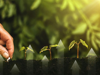 Hand planting seedling growing step in garden with sunshine. Con