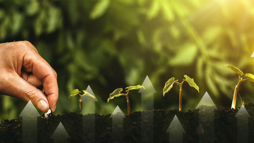 Hand planting seedling growing step in garden with sunshine. Con