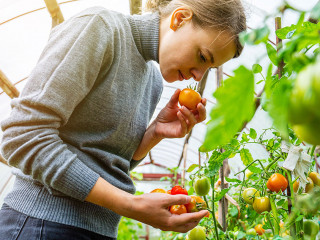 Woman collects tomatoes in a greenhouse