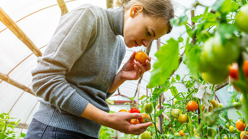 Woman collects tomatoes in a greenhouse