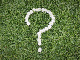 Question mark made from daisy flowers on green grass background,