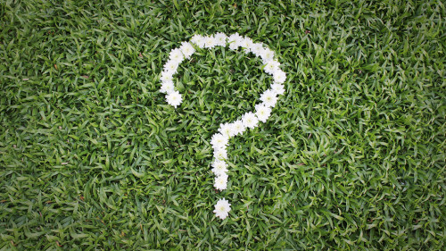 Question mark made from daisy flowers on green grass background,