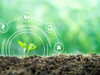 A small tree born on a ground for renewable, sustainable develop