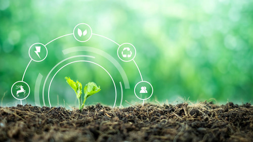 A small tree born on a ground for renewable, sustainable develop