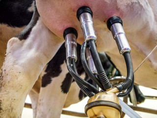 Kuh-Melkautomat-3455395-PB-Ehrecke