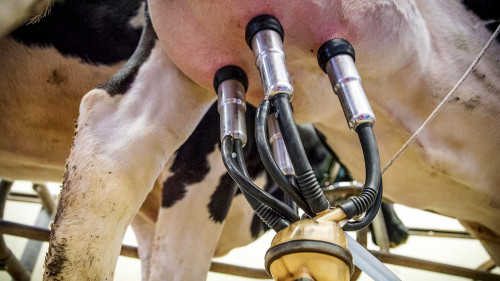 Kuh-Melkautomat-3455395-PB-Ehrecke