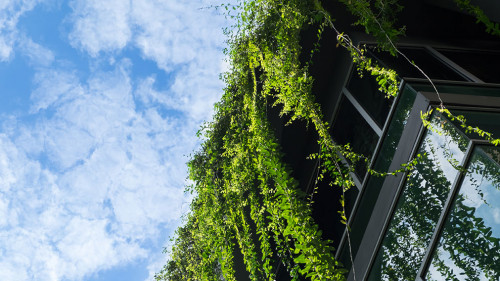 Glass building house covered by green ivy with blue sky