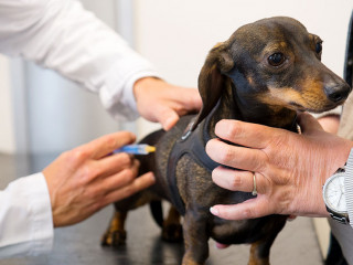 Having fear for the veterinarian