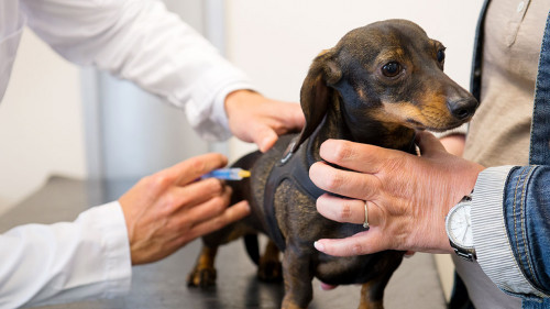 Having fear for the veterinarian