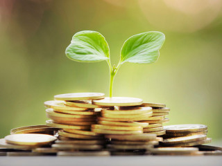 small tree with gold coin,business concept