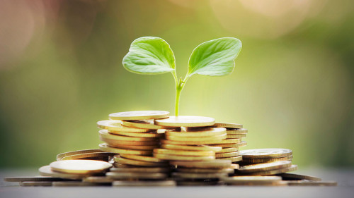 small tree with gold coin,business concept