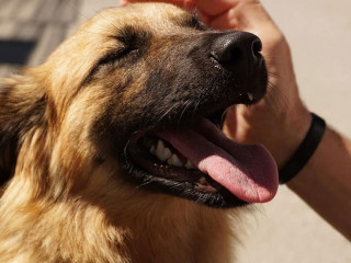 Hund-4250055-PB-photosforyou