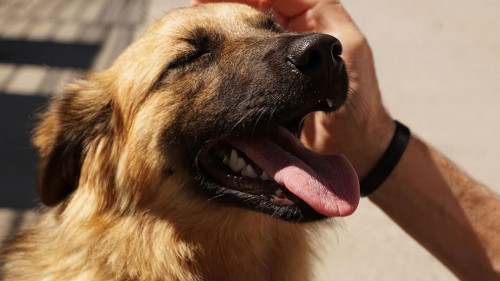 Hund-4250055-PB-photosforyou