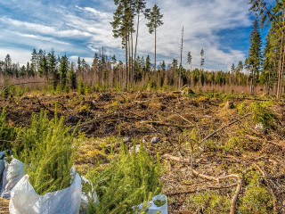 Spruce Forest Planting