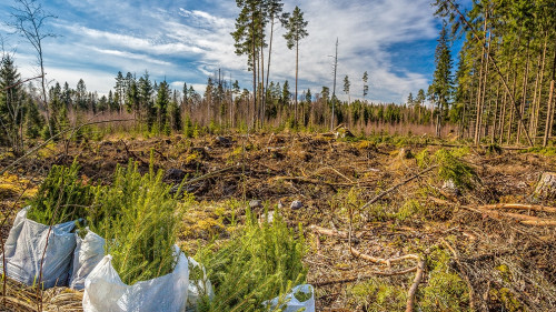 Spruce Forest Planting