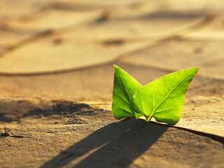 Green plant growing out of cracks in the earth