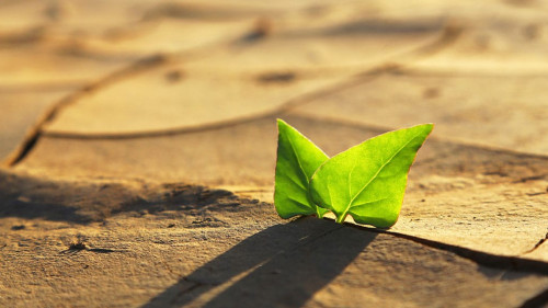 Green plant growing out of cracks in the earth