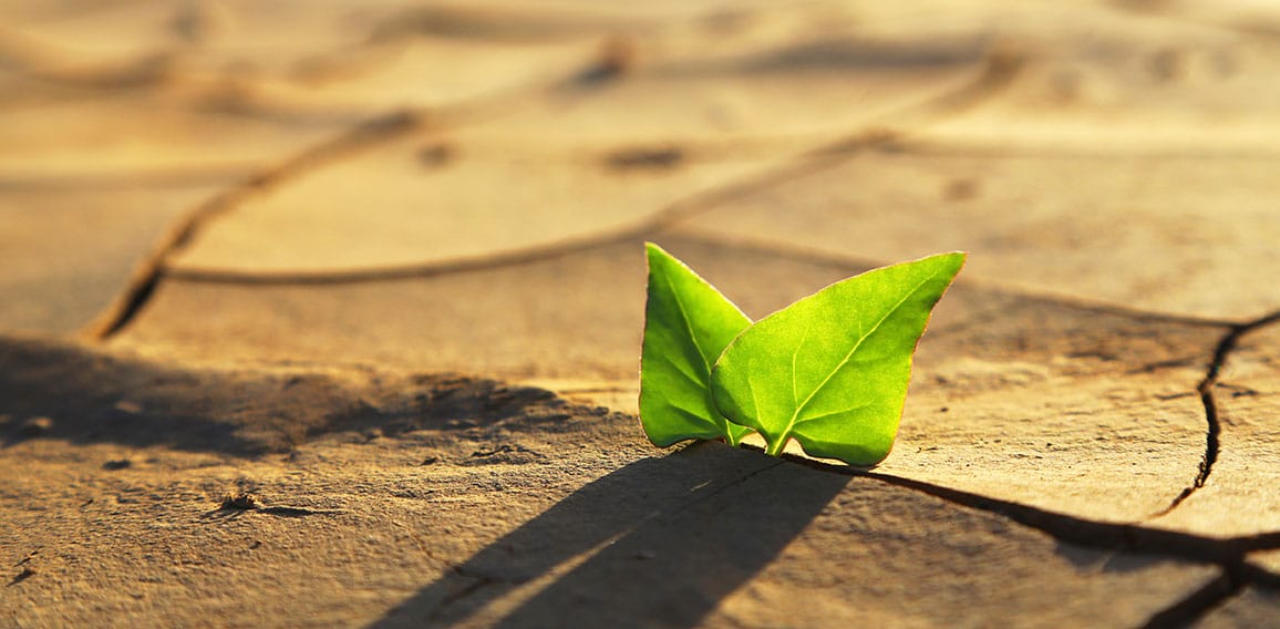 Green plant growing out of cracks in the earth