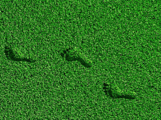 footprints on the grass