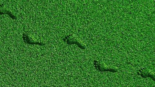 footprints on the grass