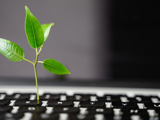 Laptop keyboard with plant growing on it. Green IT computing concept. Carbon efficient technology. Digital sustainability