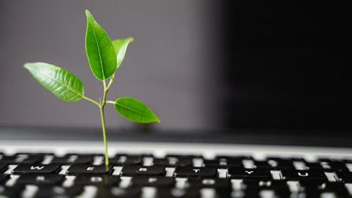 Laptop keyboard with plant growing on it. Green IT computing concept. Carbon efficient technology. Digital sustainability