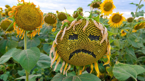 A sunflower in the form of a sad face with tears. In a field wit