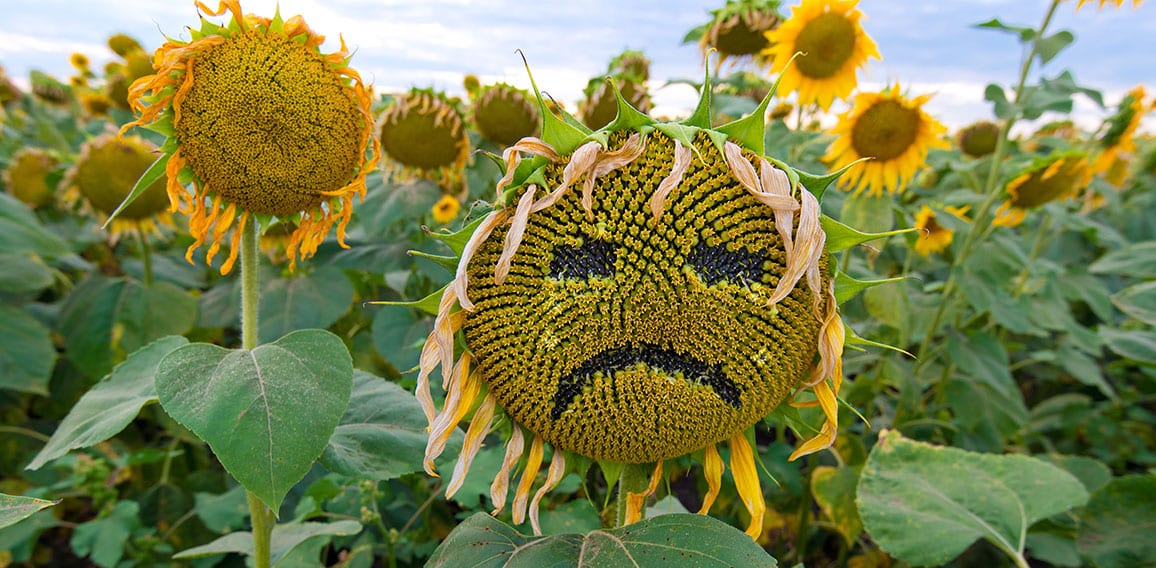 A sunflower in the form of a sad face with tears. In a field wit
