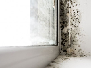 fungus on the windows