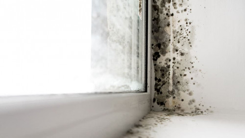 fungus on the windows